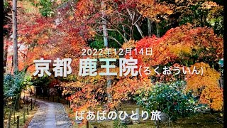 京都 鹿王院の美しい参道 ばあばのひとり旅