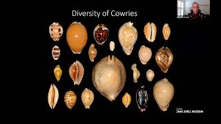 The Charisma of Cowries