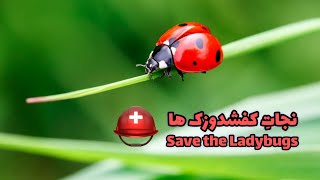 نجات کفشدوزکی🐞🐞🐞🐞/ Save the Ladybugs