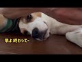 【beagleさつき】爪やすりを受け入れがたい犬。satsuki the beagle