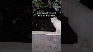 망해서 길거리로 나앉은 고양이들 #cat #고양이 #길고양이집에살기 #shorts