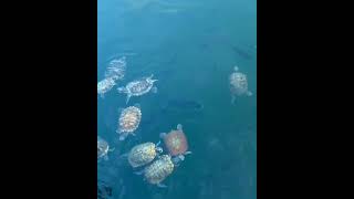 Beautiful Tortoise#shortvideo #viral #youtubeshorts #trading #fishing