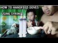 HOW TO HANDFEED DOVES USING SYRINGE #BIRD