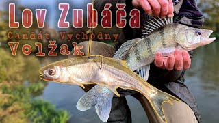 Lov Zubáča Volžského/Candát Východní/Lov na Filet z Rybky/Lov na Prívlač/#raubfisch #zander