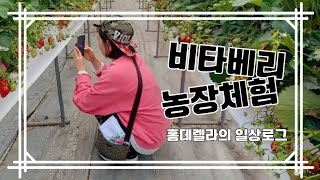 신품종 딸기 비타베리 농장체험 Vlog 논산 딸기밭 체험 방법