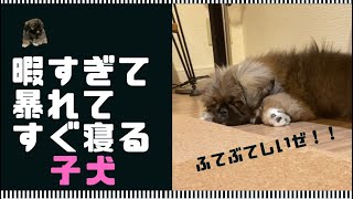 【Every day is a free day! Violent puppy】Everyday　Life  tamago(dog)　#pekingese #puppy