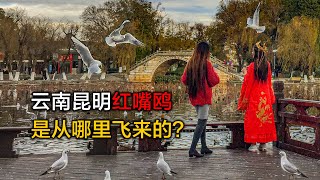 遊覽雲南昆明大觀公園，為什麼在昆明只有冬天才能看到紅嘴鷗？Visit Kunming Grand View Park in Yunnan