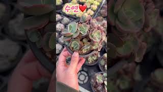 겨울이라 이쁜 다육 수연 군생 가격은 1만원❤️ 민이네다육 #plants #succulent #cactus #국민다육 #수연 010-6863-0625