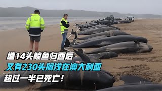 繼14頭鯨魚歸西后，又有230頭擱淺在澳大利亞，超過一半已死亡！ #农村鸟类 #福寿螺敌 #春鲅鱼冷 #伪装鸟类 #海狗交配