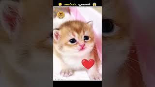 பூனைகளோட கண்கள்ல எதனால இத Apply பண்றாங்க.!? || Cat Eye Ointment || Animal Voiceover Tamil