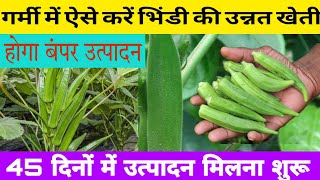 भिंडी में सबसे ताकतवर खाद और स्प्रे | Bhindi ki kheti kaise kare | Bhindi ki kheti | Okra farming