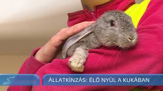 Állatkínzás: élő nyúl volt a kukában - Szegedi Hírek - 18.04.20.