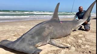 Fishermen Catch 14-foot-long Hammerhead Shark in Corpus Christi