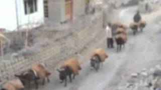 wanla donkey train