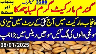 Today Wheat price in punjab//گندم کا ریٹ 2024/munji makki till sarso/Galla mandi rate today