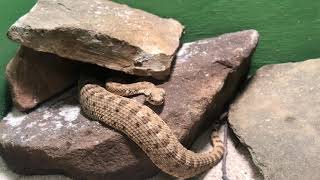 Wildlife Wednesdays - Rattlesnakes