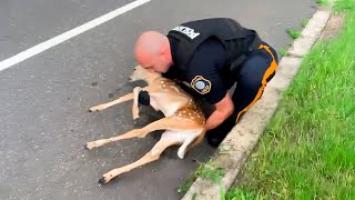 Police save injured baby deer on the road but then the unbelievable happens