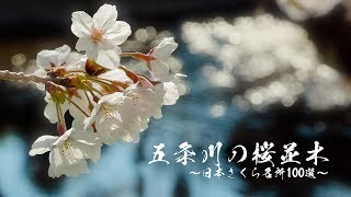 五条川の桜並木 ① 7分咲きでも綺麗でした!! cherry blossom japan