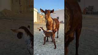 beautiful Mother Goat and Her Baby#shorts