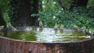 権現山バードサンクチュアリのメジロの水浴び　その８８（4K60P動画）