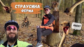 Скатались на страусину ферму в Ясногородці, нові ліхтарики-блималки