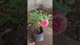 Naye Gulab ke Marne Ka Karan Ye Hai #youtubeshorts #gardening #rose #viral #shorts