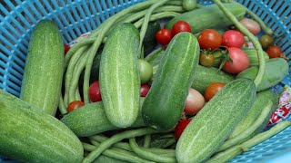 เข้าสวนผักมาเก็บถั่วฝักยาว | แตงกวา | มะเขือเทศ ทำแนวอยู่แนวกินไทย | Vegetables Harvest #14/07/2019