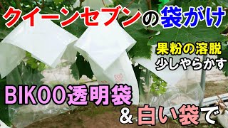 クイーンセブンの袋がけと果粉の溶脱が起きた原因　白袋とBIKOOの透明袋で袋がけを実施