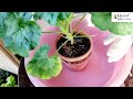 pelargonium 2월 제라늄 관리 필수 뿌리파리 박멸 빅카드 쉬운 사용법 알려드려요.