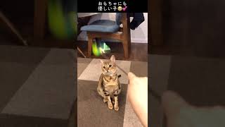 【ベンガル×シンガプーラ】おもちゃにも優しい猫【#Shorts】