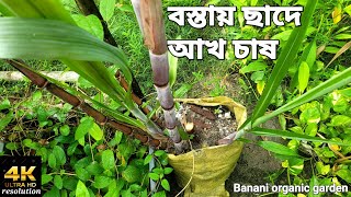 টবে আখ চাষ। বস্তায় আখ চাষ করব কিকরে? ছাদবাগানে আখ চাষ। how to grow sugar cane in a pot grow bag #4k