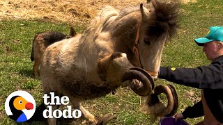 Neglected Pony's Hooves Grew Into Long Spirals | The Dodo