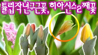 튤립_히아신스두번째꽃_작년구근꽃