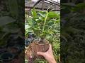 Best techniques growing dendrobium nobile plants on a wooden #orchid #short #garden