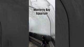 SuPeR AMAZING!! The Monterey Bay Aquarium in California! #travel #explore and reapeat