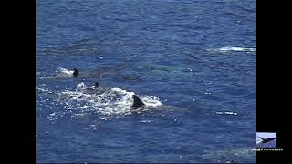 ［記録］2000年小笠原諸島 :ハシナガイルカ:Movie6.mov  ogasawara-Long snouted Spinner Dolphin