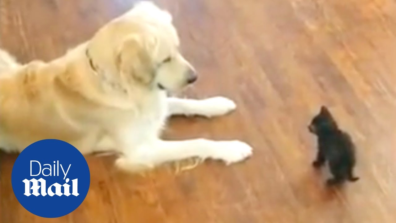 Adorable Moment Golden Retriever Tries To Friend Tiny Black Kitten ...