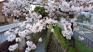 京都・白川疏水の桜並木で開花進む　Row of cherry blossom trees in Shirakawa Canal, Kyoto.　京都白川運河的一排櫻花樹。