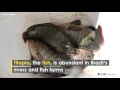 brazilian doctors use fish skin to treat burns