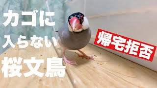 カゴに入らない桜文鳥（帰宅拒否）#327