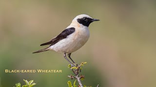 Black-eared Wheatear (Collalba Rubia), bird watching in Spain.