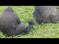 iriki mom ringo 20210914 1551 taipei zoo gorilla baby ゴリラ горилла con khỉ đột 고릴라 गोरिल्ला ກຣິລາ