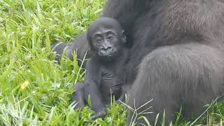 Iriki mom  Ringo 20210914 1551 Taipei Zoo Gorilla baby ゴリラ горилла con khỉ đột 고릴라 गोरिल्ला ກຣິລາ