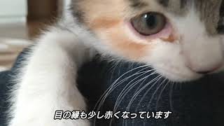 目薬をつける子猫Kitten with eye drops