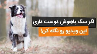 باهوش ترین نژاد سگ در دنیا🐩 چه نژادیه؟