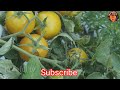 fartilizar for tomato farming tomato ra sara pranali details କେଉଁ ସାର ରେ ଅଧିକ ଫଳଫୁଲ ଆସେ