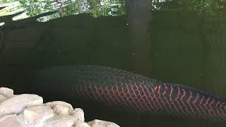 Big Dragon Fish / Smart Arapaima fish ត្រីស្រកានាគធំៗណាស់