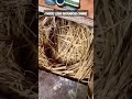 how to clean nesting box how to clean lovebirds nesting box