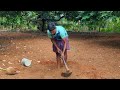 how to grow coconut tree at home தென்னங்கன்று இவ்வாறு நடவு செய்தால் வாழ்நாள் அதிகமாக காய்க்கும்...