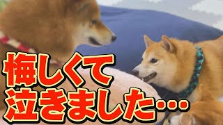 [Shiba Inu] Immediately after this, I can't help but laugh at the unique cry